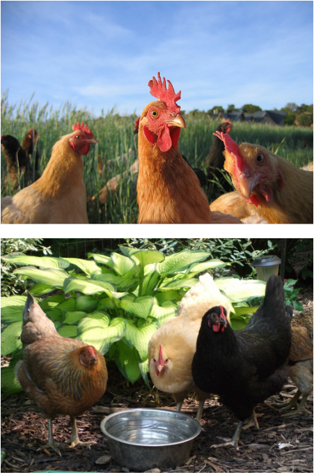 Info about chicken breeds and more - My Golden Buffies