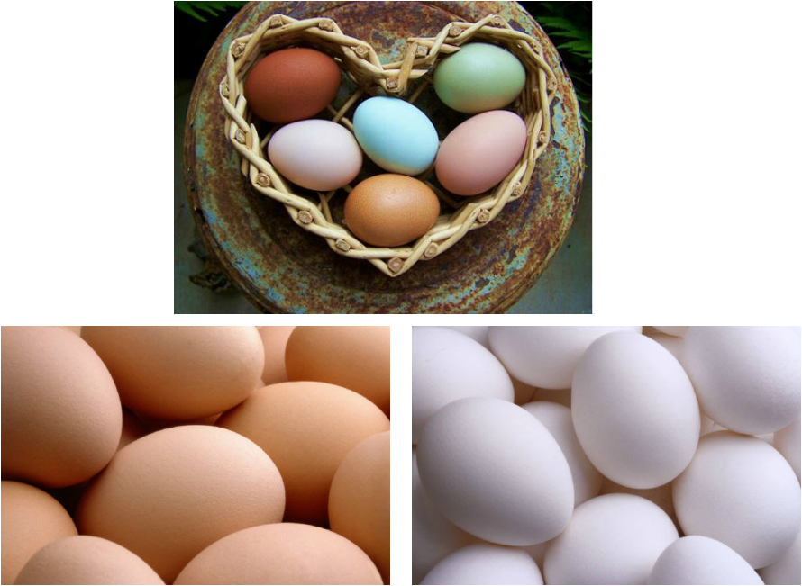 langshan egg color