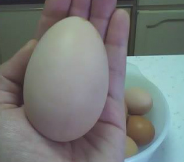 black giant chicken eggs